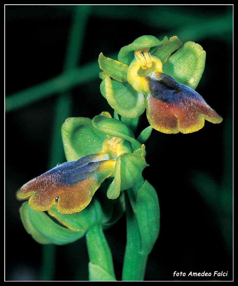 ORCHIDEE DI SICILIA: Ophrys flammeola Delforge